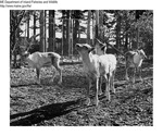 Caribou by Maine Department of Inland Fisheries and Game and Bill Cross