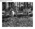 Caribou by Maine Department of Inland Fisheries and Game and Bill Cross