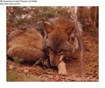 Coyote by Maine Department of Inland Fisheries and Game and Bill Cross