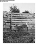 Deer by Maine Department of Inland Fisheries and Game