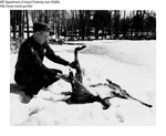 Deer Kills by Maine Departmentof Inland Fisheries and Wildlife and A.G. Roser