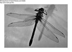Dragonfly by Maine Department of Inland Fisheries and Game