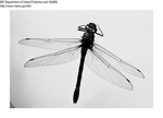 Dragonfly by Maine Department of Inland Fisheries and Game