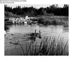 Ducks by Maine Departmentof Inland Fisheries and Wildlife and Bill Mincher