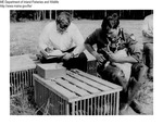 Ducks by Maine Departmentof Inland Fisheries and Wildlife and Dave Dexter