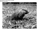 Misc Wildlife - Young Woodchuck by Maine Departmentof Inland Fisheries and Wildlife