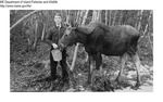 Moose - Feeding "Minnie" the Moose by Maine Department of Inland Fisheries and Game