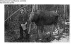 Moose - Feeding "Minnie" the Moose by Maine Department of Inland Fisheries and Game