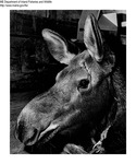 Moose by Maine Department of Inland Fisheries and Game