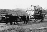 Business-Bean and Hutchinson Sawmill and Barrel Factory