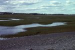 Older Marsh Landward of Lubec Barrier