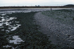 Lubec tidal flat; algal transport by Joseph Kelley