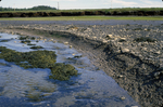 tidal creek and modern mud by Joseph Kelley
