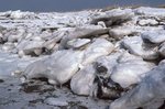 Rocks in Ice by Joseph Kelley