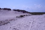Loss of Dune Vegetation Due to Traffic