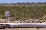 Reid Beach Dune Regulations