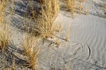 Grass Marks in Dunes - Ferry Beach by Joseph Kelley