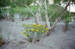 Dune Flower (Hoary Pucoon)