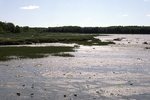 Wharton Point - Propagating Marsh