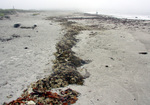 flotsam Mile Beach by Joseph Kelley