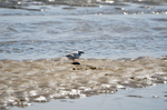 Piping Plover Popham Beach State Park by Joseph Kelley