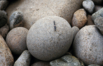 rounded beach boulder by Joseph Kelley