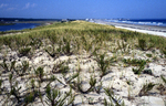 Ogunquit Beach sand dunes by Joseph Kelley