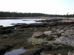 intertidal seaweed by Joseph Kelley