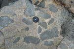 mafic intrusions in Gouldsboro granite by Joseph Kelley