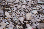 disc-shaped beach stones by Joseph Kelley