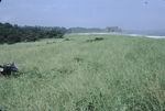 marsh on sand dune at Crescent Surf by Joseph Kelley