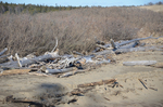 logs washed over Reid Beach by Joseph Kelley