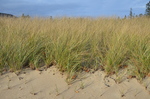 frontal dune vegetation Sand Beach