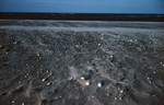 shell lag on Western Beach by Joseph Kelley