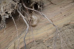 dropstone in glacial-marine sediment by Joseph Kelley