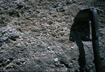 fossils in Prospect pit by Joseph Kelley
