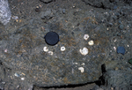 fossil limpets in glacial-marine mud by Joseph Kelley