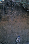 soil profile in loess in Orono