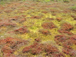 Orono Bog Boardwalk vegetation closeup
