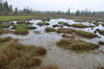 Jones Creek bog and salt marsh pools by Joseph Kelley