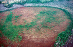 freshwater bog from air