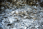 oyster shells in Whaleback midden