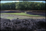 salt marsh with oil spill
