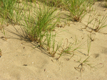 American Beach Grass rhyzomes by Joseph Kelley
