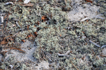 sand dune lichen by Joseph Kelley