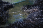 heron in oil polluted salt marsh