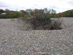 Sandy River avulsion buriies tree by Joseph Kelley