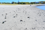 seaweed dragging gravel clasts onto beach