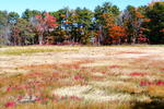 Salicornia in Goosefare Marsh in fall
