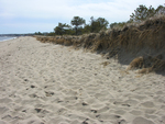 Ferry Beach dune scarp erosion